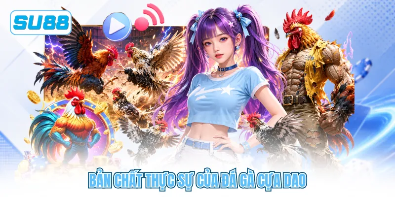 Bản chất thực sự của đá gà cựa dao